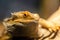 Bearded Dragon  pogona barbata