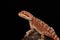 Bearded dragon (Pogona vitticeps)