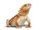 Bearded dragon pogona vitticeps background