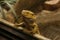 Bearded dragon pogona vitticeps in captivity.