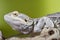 Bearded dragon reptile lizard on a branch on green blurred background