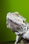 Bearded dragon reptile lizard on a branch on green blurred background