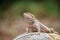 Bearded dragon on a rock.