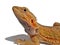 Bearded Dragon on White Background