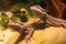 Bearded dragons