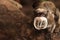 Bearded Emperor Tamarin crouching on a log