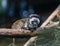 Bearded emperor tamarin with white mustache sitting on a branch. Cute funny monkey