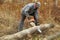 Bearded farmer with chainsaw, working