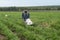 Bearded farmer pushing cart with sacks while moving along growing vegetation