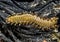 Bearded fireworm, Hermodice carunculata