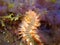 Bearded fireworm - a type of marine bristleworm, underwater in El Hierro, Canary islands