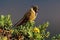 Bearded Helmet-crest, Oxypogon guerinii stuebelii, beautiful crest hummingbird from Colombia. Bird from Los Nevados National Park