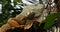 Bearded iguana