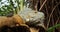 Bearded iguana