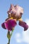 Bearded iris.