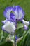 Bearded iris flower