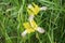 Bearded iris, Iris reichenbachii - The plant from the Letea forest, Tulcea, Romania