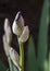 Bearded Iris Just Opening