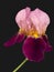 Bearded iris, pink and deep purple maroon isolated on charcoal grey. Beautiful delicate petals. Aka Iris germanica.