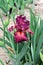 Bearded Iris variety Lady Friend