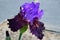 Bearded Iris variety Romantic Evening