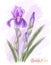 Bearded iris. Watercolor imitation.