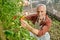 A bearded man in the greenhouse with tomatoes in hands