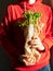 Bearded man in hoody holds fresh green celery in hand harsh shadow Vegetable greenery gathering Farmer garden harvesting