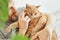 Bearded man hugging and stroking ginger cat close-up. Selective focus on cat\'s muzzle