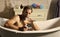 Bearded man shave beard with razor in bathtub in bathroom