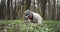 Bearded man using magnifying glass for examining nature