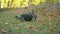 Bearded middle-aged man in khaki clothes doing push-ups in autumn city park