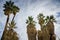 Bearded Palm Trees - Joshua Tree National Park - California