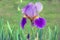Bearded purple iris flower in full bloom