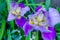 Bearded purple iris in the shade