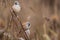 Bearded reedling