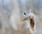 Bearded reedling balances on the reed branch