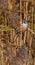 Bearded Reedling or Beaded Tit -Panurus biarmicus