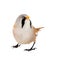 Bearded Reedling or Beraded tit, panurus biarmicus, male. Isolated on white background