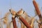 Bearded reedling feeding on cattail