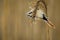 Bearded reedling hanging on a reed straw