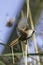 Bearded reedling Panurus biarmicus preparing for flight