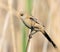Bearded reedling, Panurus biarmicus. A young bird sits on a broken reed stalk on the riverbank
