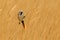 Bearded Reedling or Tit perched in reed bed