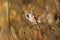 Bearded reedlings among gold leaves