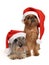 Bearded Santa dogs with red hats