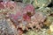 Bearded Scorpionfish Close-up