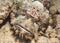 Bearded scorpionfish on the seabed