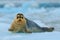 Bearded seal on blue and white ice in arctic Svalbard, with lift up fin