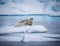 Bearded seal floats on piece of ice in the Artic waters near Svalbard